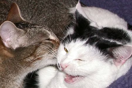 Cat Clinic
