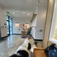Modern Animal - Costa Mesa ico
