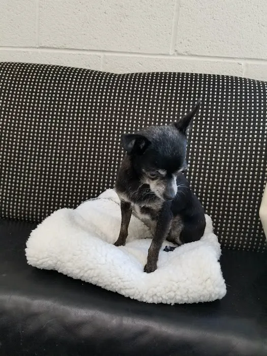 Costa Mesa Animal Hospital 12