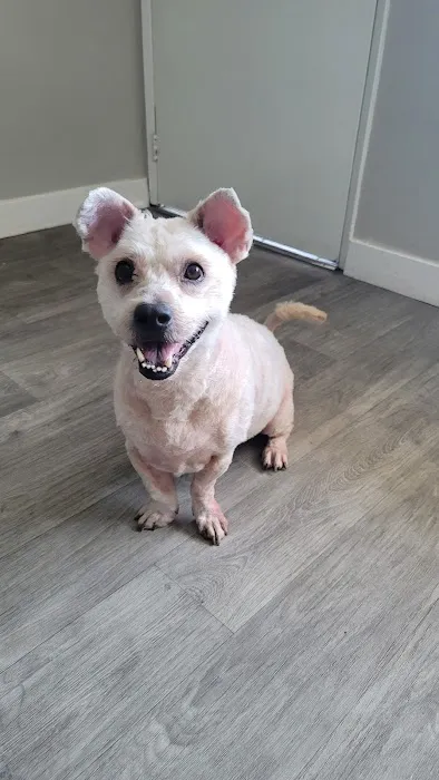 Costa Mesa Animal Hospital 12