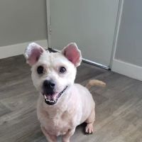 Costa Mesa Animal Hospital ico