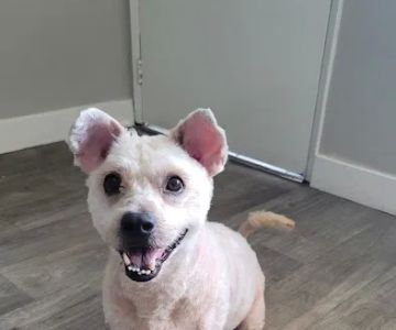 Costa Mesa Animal Hospital