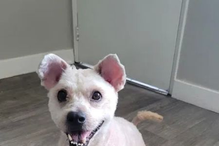 Costa Mesa Animal Hospital