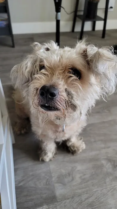 Costa Mesa Animal Hospital 12