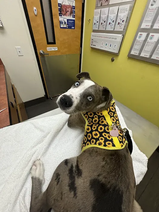 Banfield Pet Hospital 12