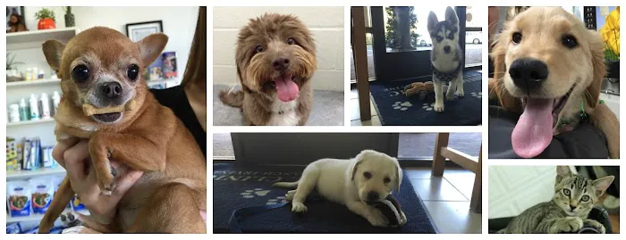 Animal Clinic of Tustin Ranch Irvine 12