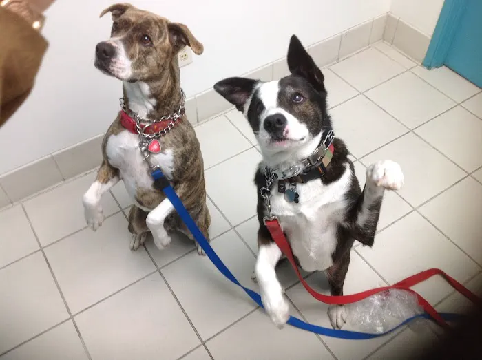 Animal Clinic of Tustin Ranch Irvine 12