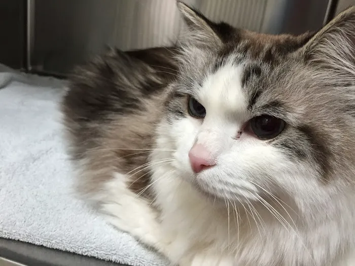 Animal Clinic of Tustin Ranch Irvine 12