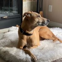 Animal Clinic of Tustin Ranch Irvine ico