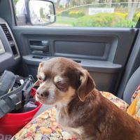 Veterinary Cancer Group OC, A Thrive Pet Healthcare Partner ico