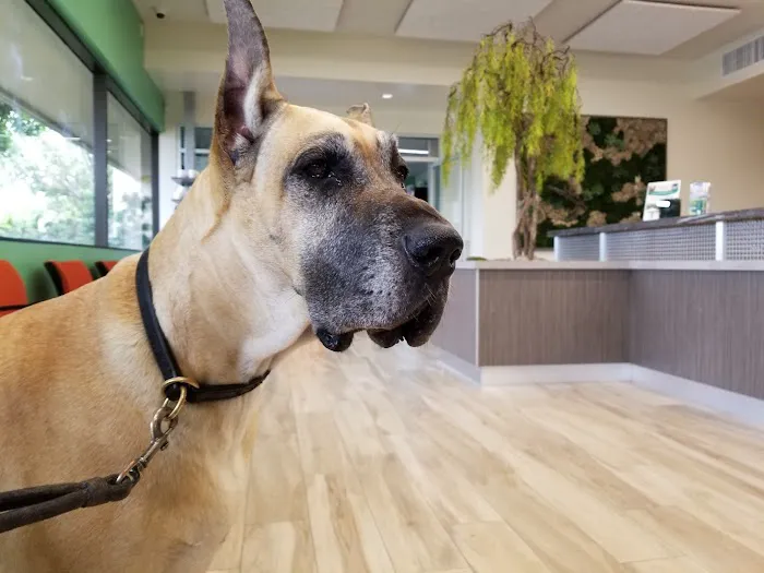 VCA PetPoint Medical Center and Resort 12