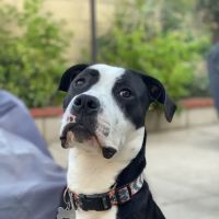 Veterinary Surgical Specialists ico