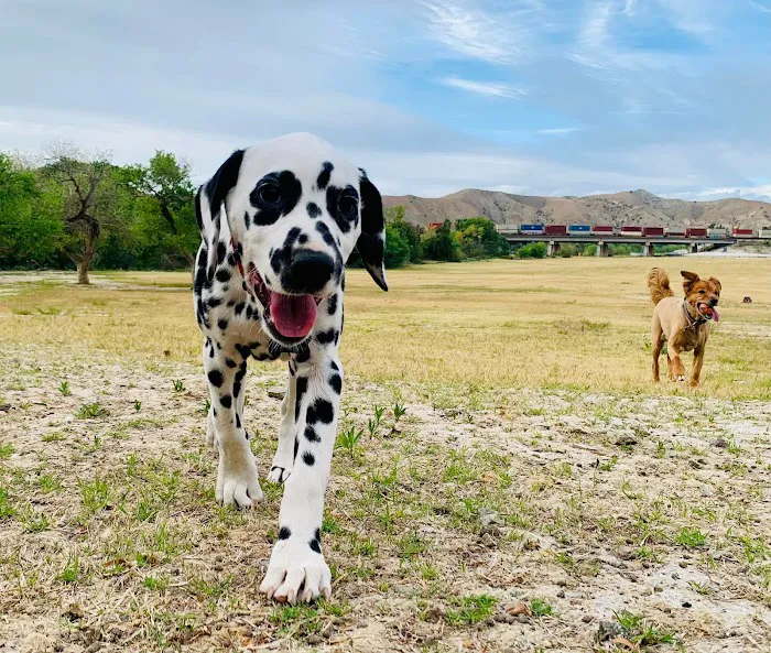 Orange Canyon Pet Clinic 12