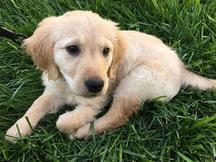 Orange Canyon Pet Clinic 12