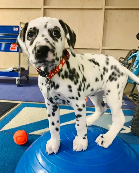 Orange Canyon Pet Clinic 12