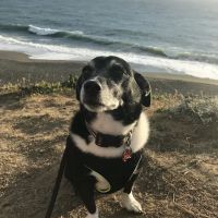 Orange Canyon Pet Clinic ico