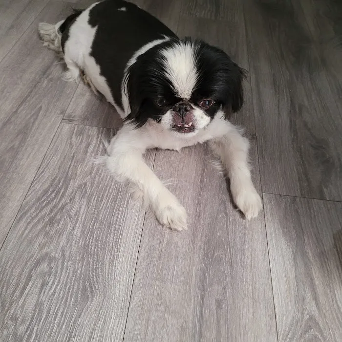 Echo Vet Cardio 12