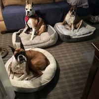 VCA Orange County Veterinary Specialists ico