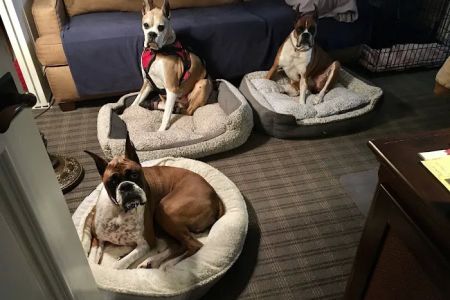 VCA Orange County Veterinary Specialists