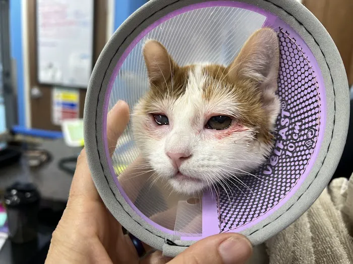 Eye Care for Animals - Tustin 12