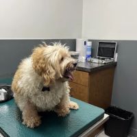 Eye Care for Animals - Tustin ico