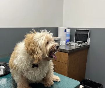 Eye Care for Animals - Tustin