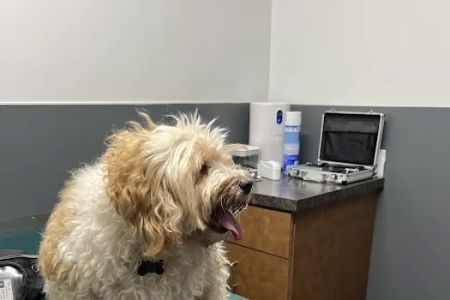 Eye Care for Animals - Tustin