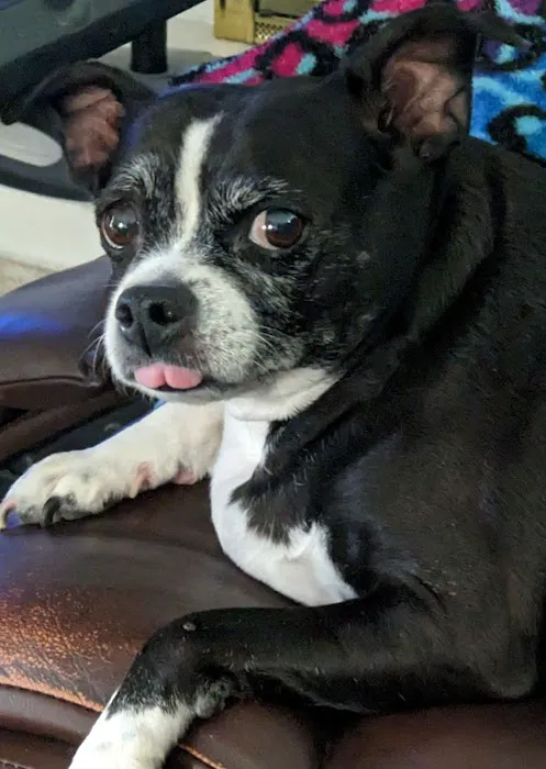 Eye Care for Animals - Tustin 12