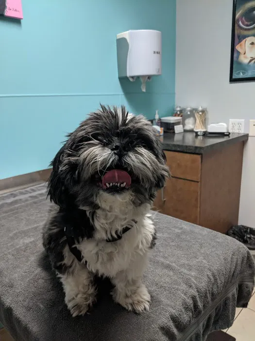 Eye Care for Animals - Tustin 12
