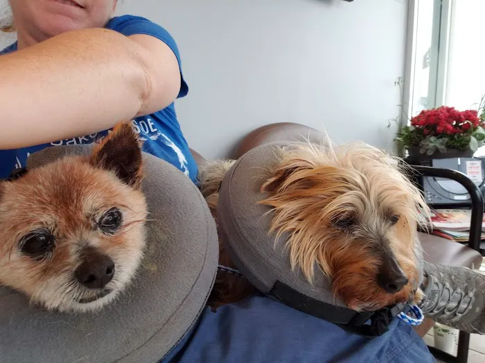 Eye Care for Animals - Tustin 12