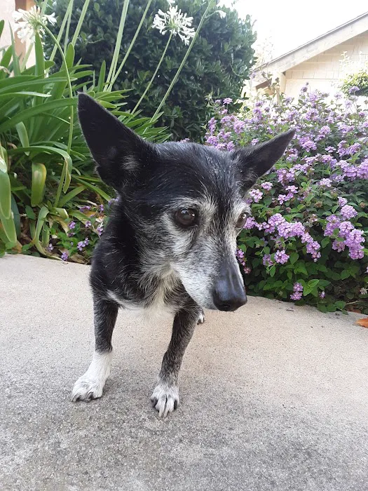 Eye Care for Animals - Tustin 12