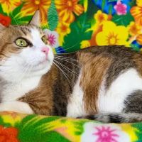 Advanced Veterinary Medical Imaging ico