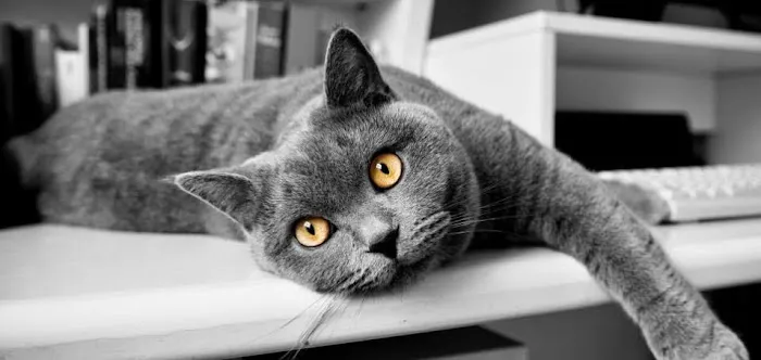Advanced Veterinary Medical Imaging 4