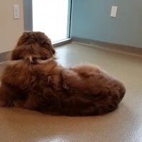 Veterinary Neurology Center ico