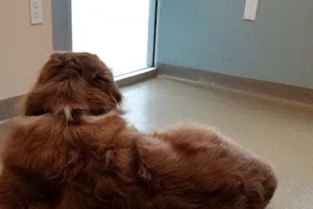 Veterinary Neurology Center
