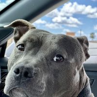 Downey Veterinary Hospital ico