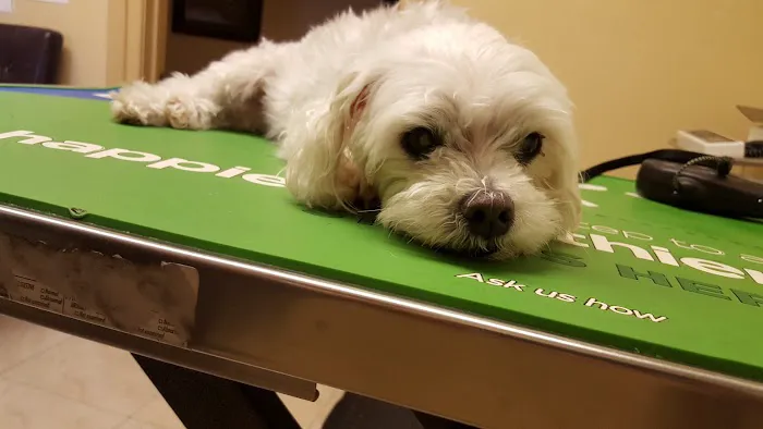 Downey Veterinary Hospital 12