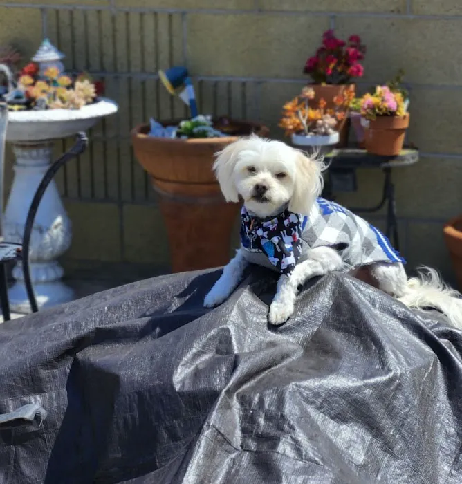 Downey Veterinary Hospital 12