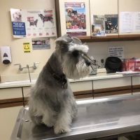 Thomas Veterinary Hospital ico