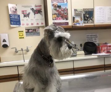 Thomas Veterinary Hospital
