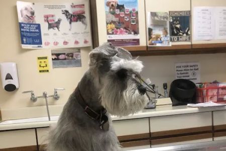 Thomas Veterinary Hospital