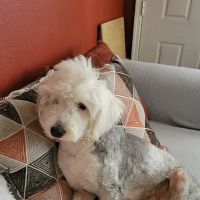 Alameda Animal Hospital ico