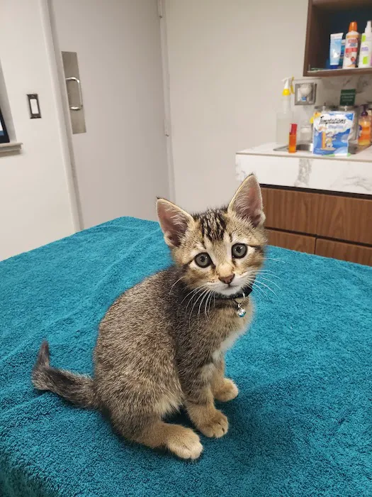 Alameda Animal Hospital 12