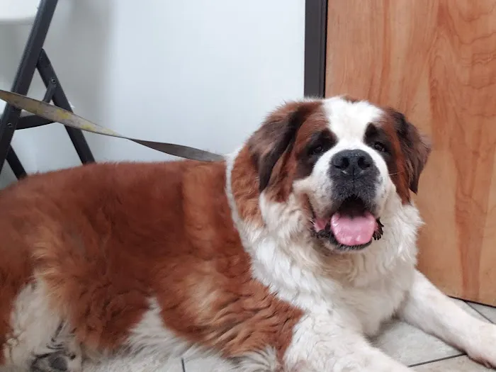 City Line Pet Clinic 12