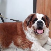 City Line Pet Clinic ico