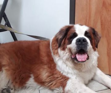 City Line Pet Clinic