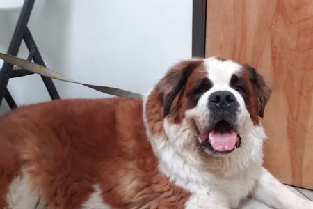 City Line Pet Clinic