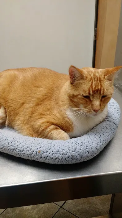 City Line Pet Clinic 12