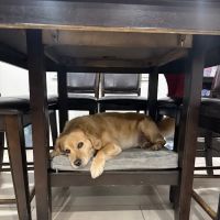Firestone Animal Hospital ico