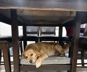 Firestone Animal Hospital